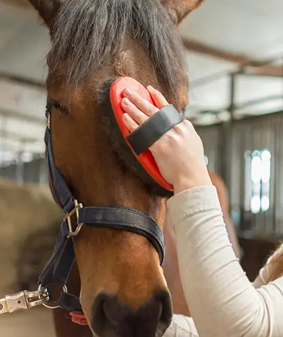Equine Fitness & Performance Apps