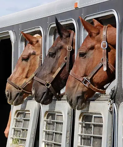 Horse Transportation Apps